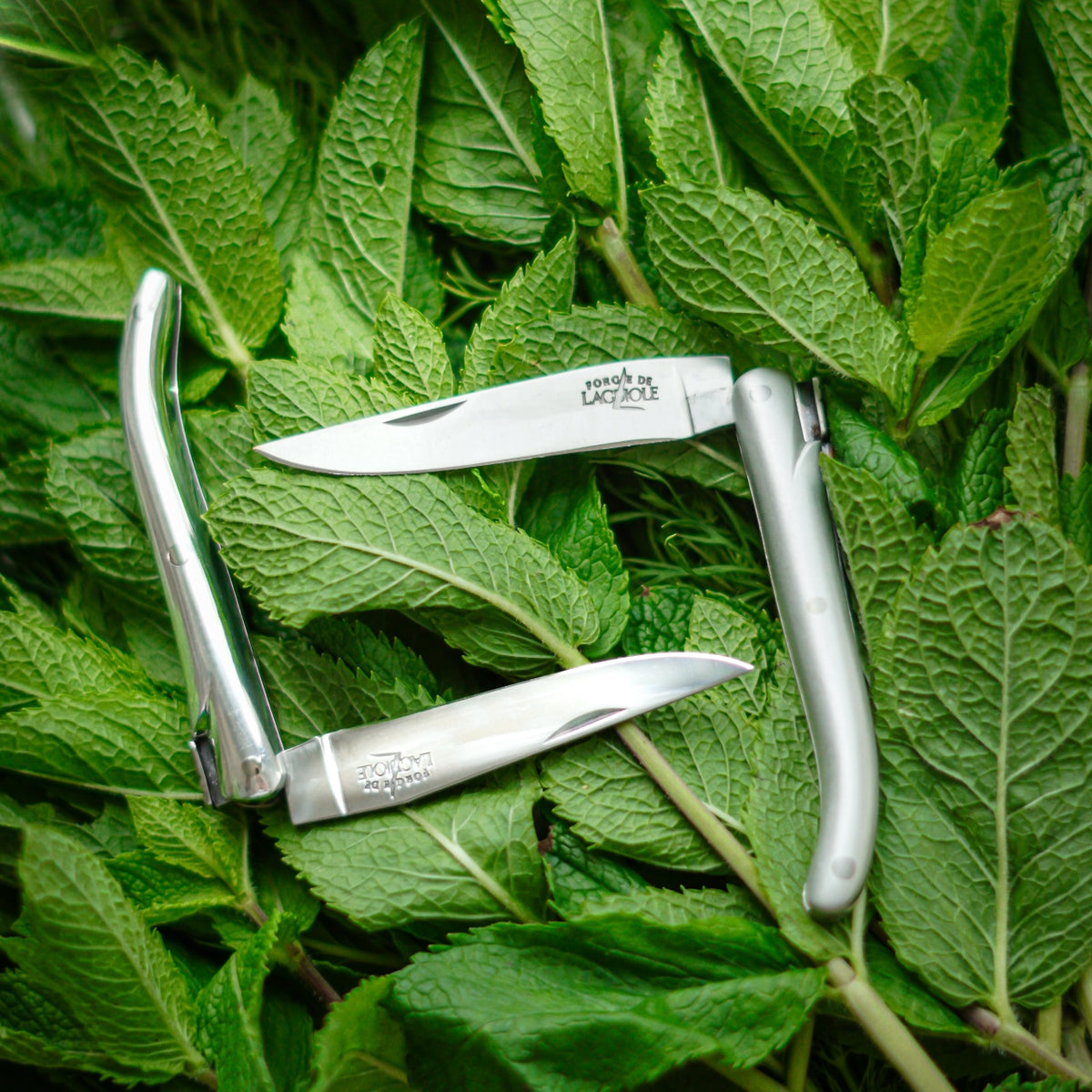 Two penknives knives with silver handles are arranged on a bed of fresh green mint leaves. 